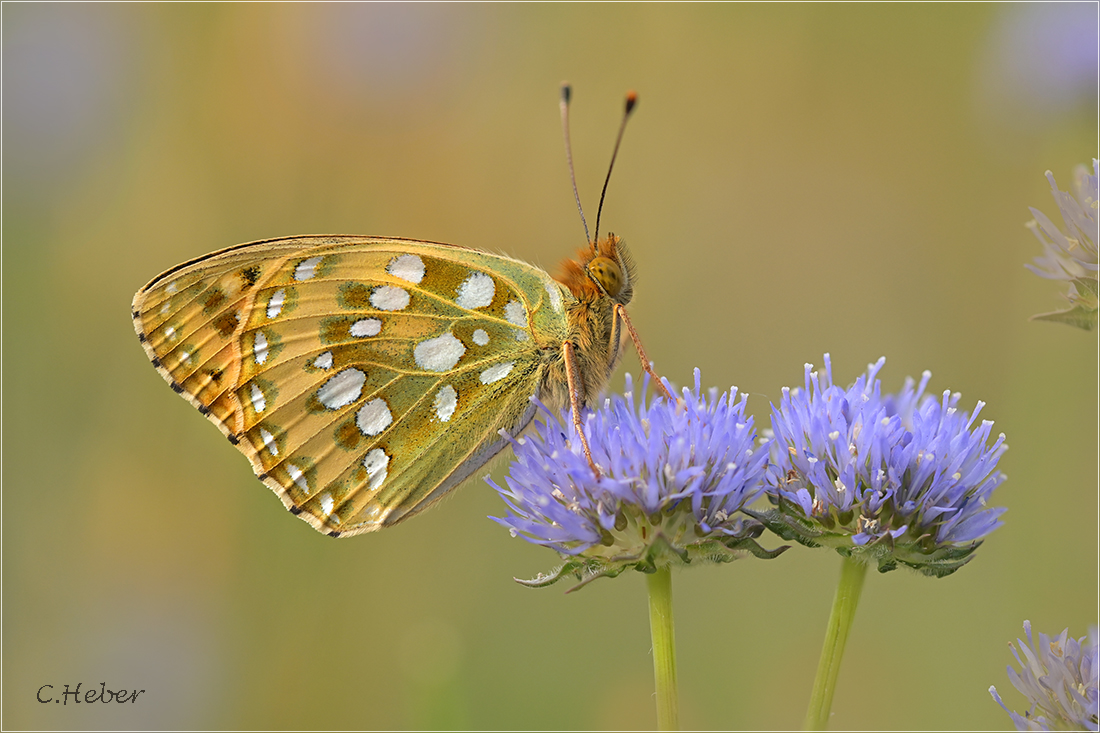 Großer Perlmutterfalter (Speyeria aglaja)