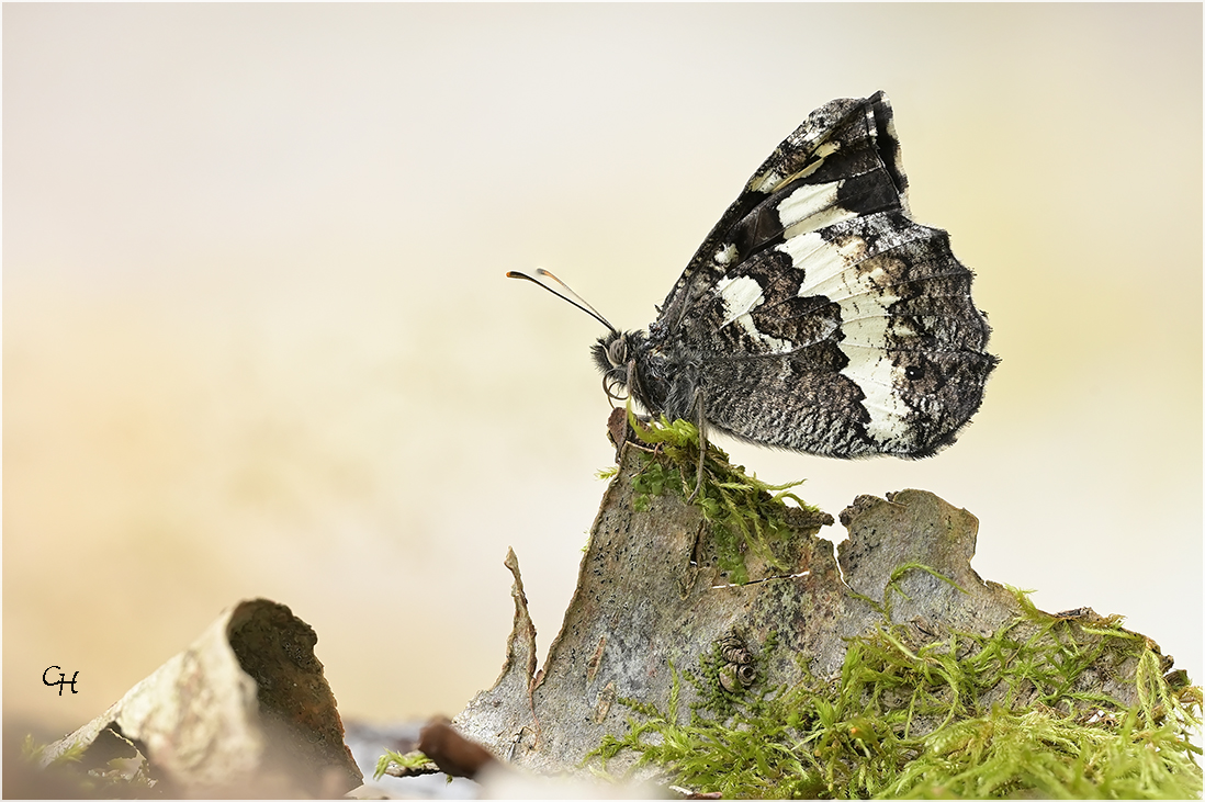 Weißer Waldportier (Brintesia circe)