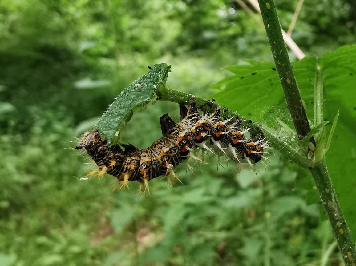 Raupe des C-Falters