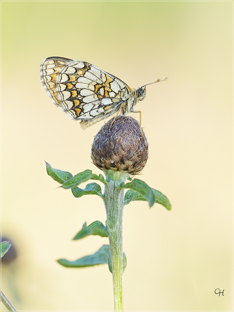 Wachtelweizen-Scheckenfalter (Melitaea athalia)