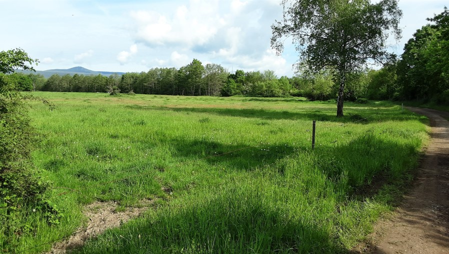 NABU-Grundstück in den Rehbachwiesen (06.05.23)