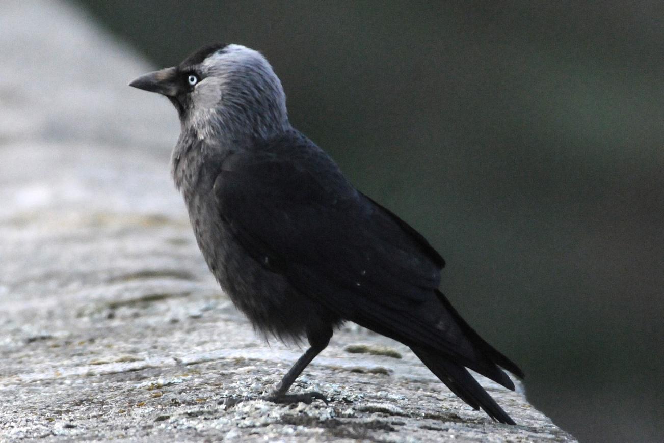 Dohle - das Mönchlein oder des Pfarrers schwarze Taube  Foto: K. Lechner