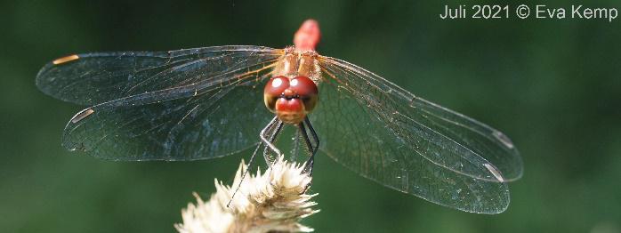 Blutrote Heidelibelle Sympetrum sanguineum