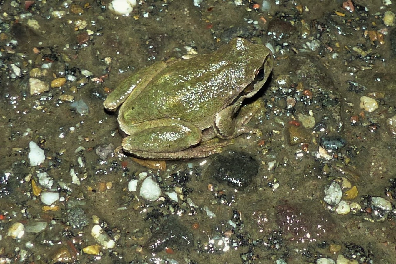 ... ebenso der früheste in Deutschland wandernd gesichtete Laubfrosch (am 1. Februar!)