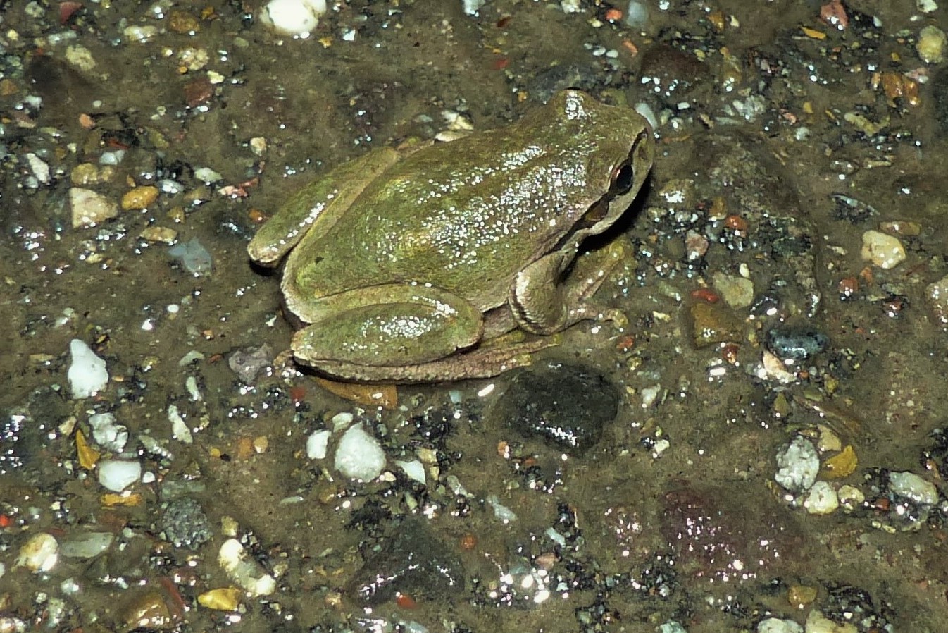 ... ebenso der früheste in Deutschland wandernd gesichtete Laubfrosch (am 1. Februar!)