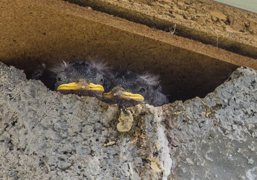 Durchschnittlich zweimal im Jahr werden jeweils drei bis fünf Junge aufgezogen. Hauptnahrung sind Insekten. 