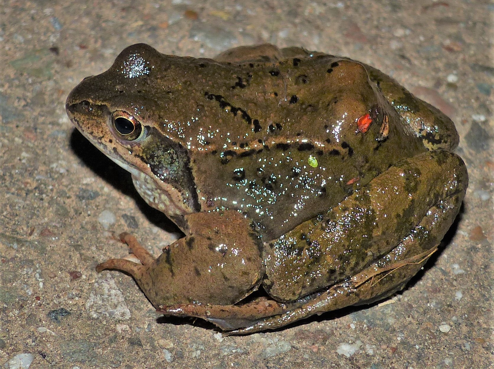 Männlicher Grasfrosch