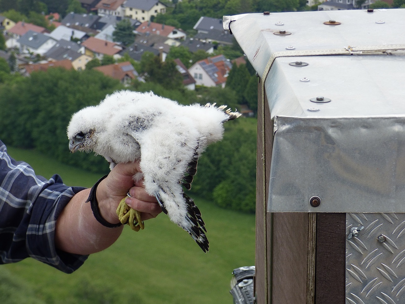 Jungfalken werden im Alter von 4-5 Wochen beringt. (Foto: K. Stapf)