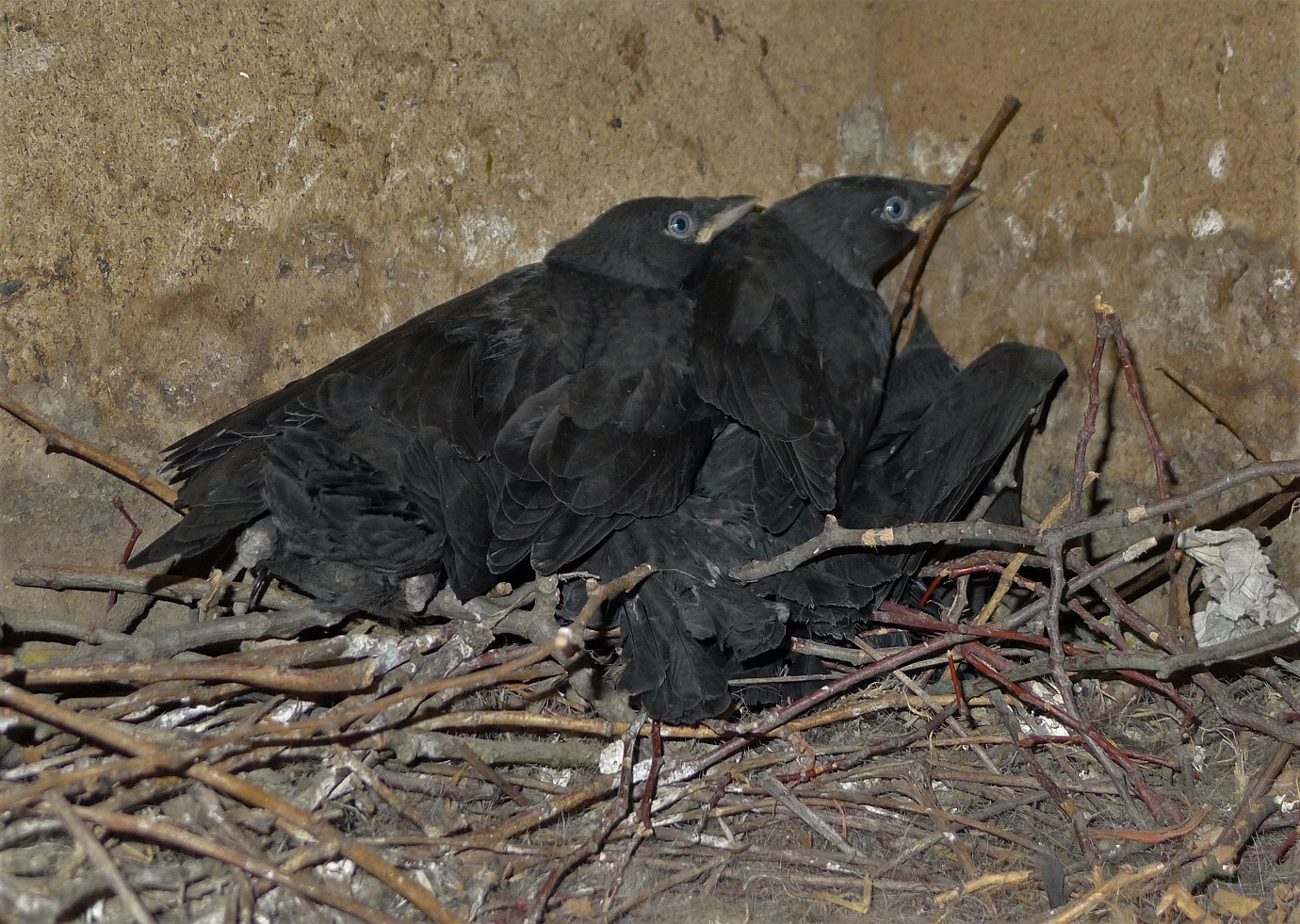 Erwachsene Dohlen wirken recht mutig, als Jungvögel sind sie jedoch ängstlich. 