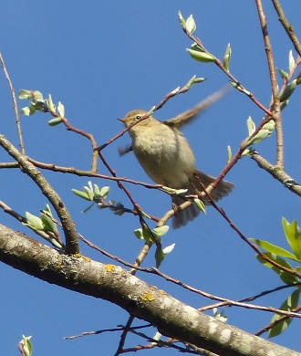 Zilpzalp, Foto: C. Buchta