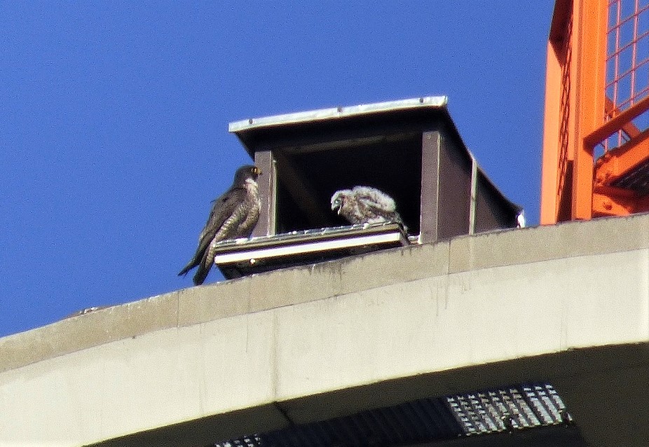 Der Altvogel bringt Beute 