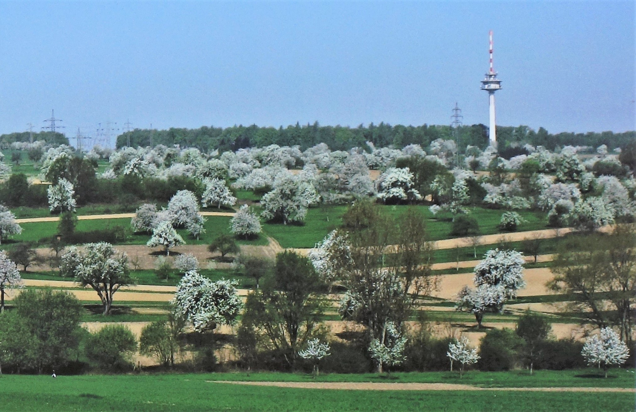 Karlsruhe besitzt einen großen Anteil an Streuobstwiesen, die einen wichtigen Lebensraum für zahlreiche Arten bieten.