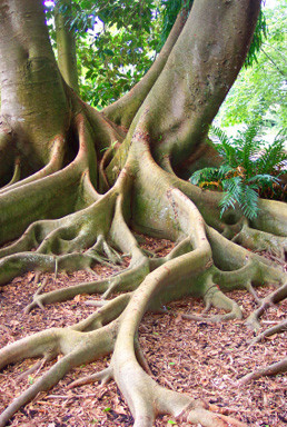 Baum, der aus zwei Stämmen besteht, Symbol für ein Paar- auseinander und ineinander zu wachsen