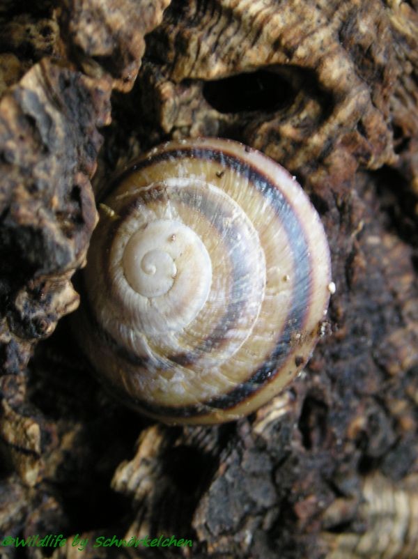Caracolus sagemon - wildlife-photo-gallery-tieres Webseite!