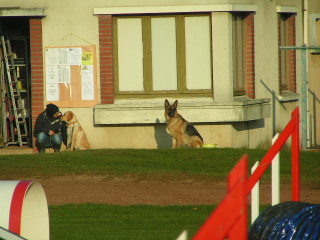 me voici Chelsea ,attend la fin du cours d'obéissance de ma fille Fedjie pour faire ensuite de l'agility ensemble