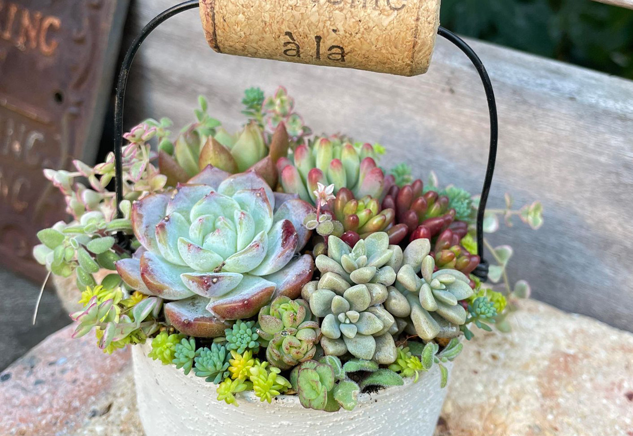 2024/5/6(月祝)【浦安 118】多肉植物のリメイク缶寄せ植え作り