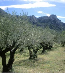 Les oliviers