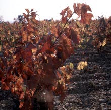 La vigne