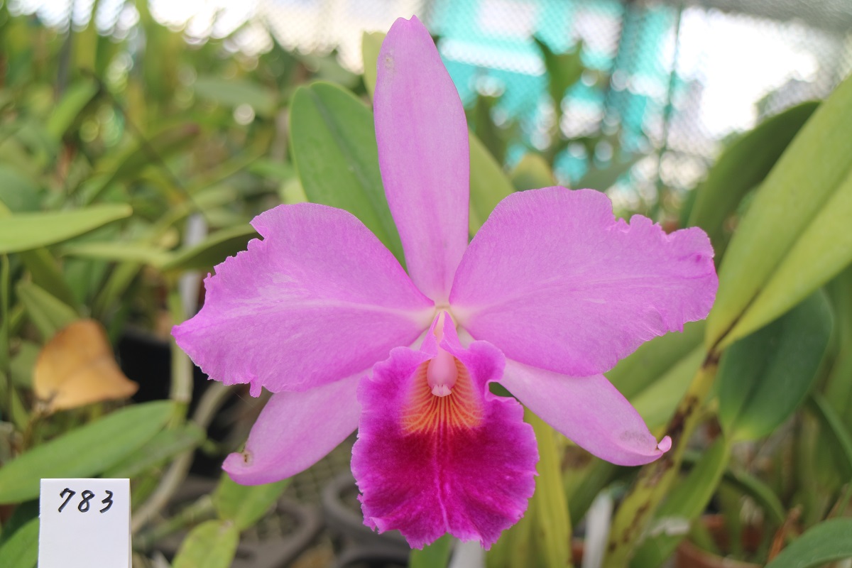 ブログ - hikita-yoran ページ！