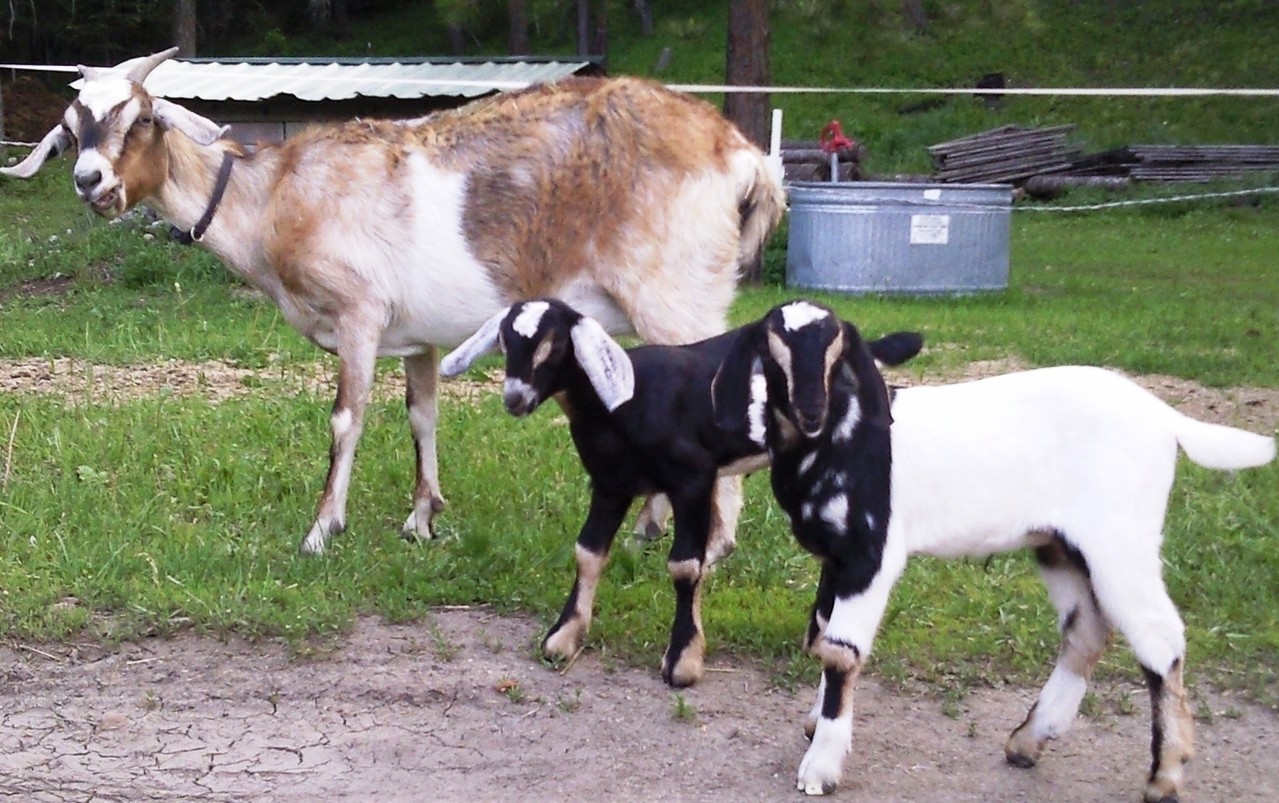 Goats for sale The Goat Farm Goat Patrol, Wayne's Horseshoeing