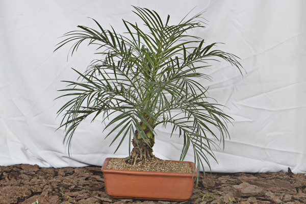 Palma roubellina