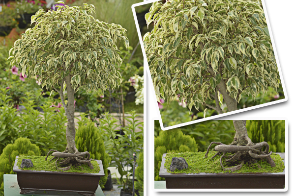 Ficus Variegado
