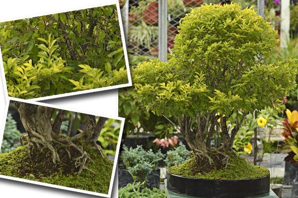 Duranta Limon