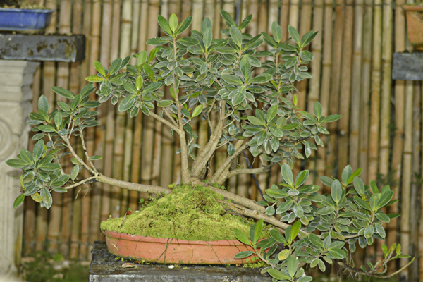 Ficus Exotico