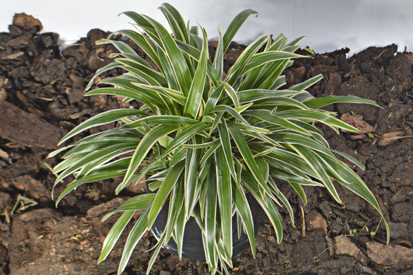 Plantas de sol
