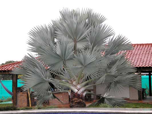 palma Bismarkia