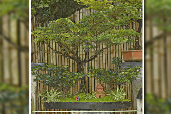 Bonsai