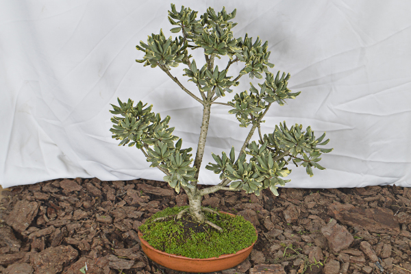 Ficus pittosporum