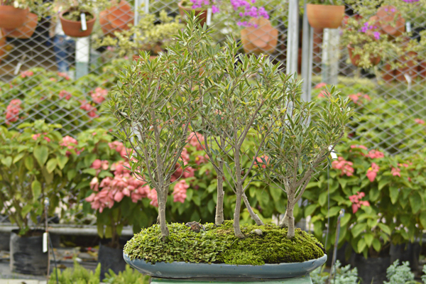 Bosque Ficus Ericifolia