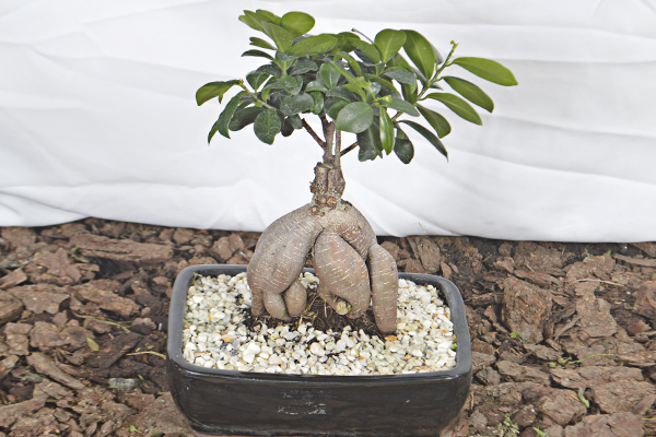 Ficus Retuzo