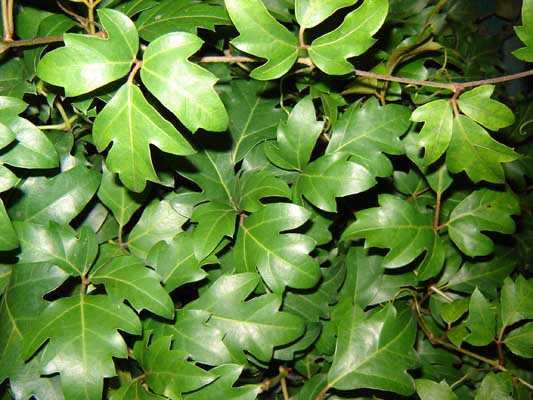 Plantas de sombra