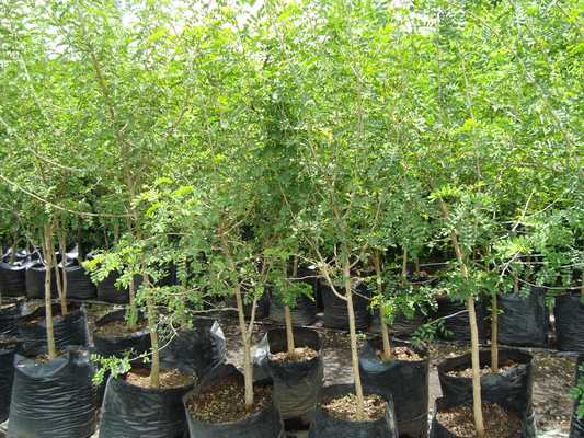 arboles forestales