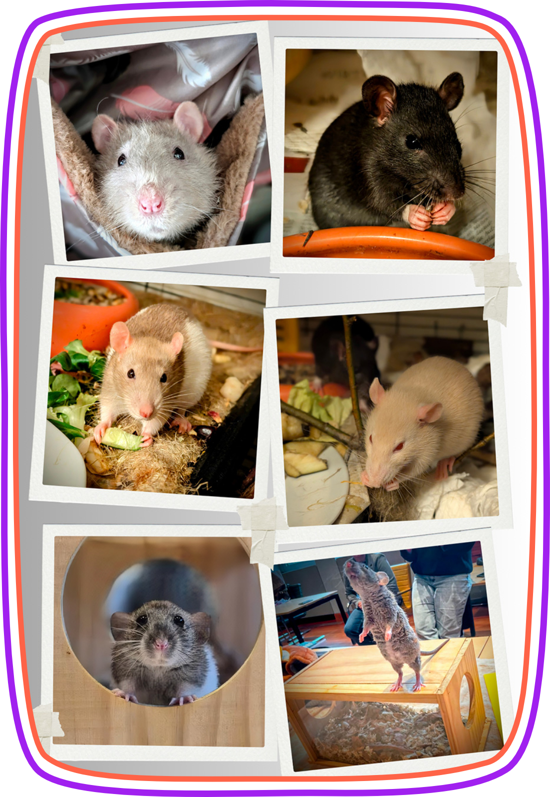 Rattenscharfe tiergestützte Pädagogik