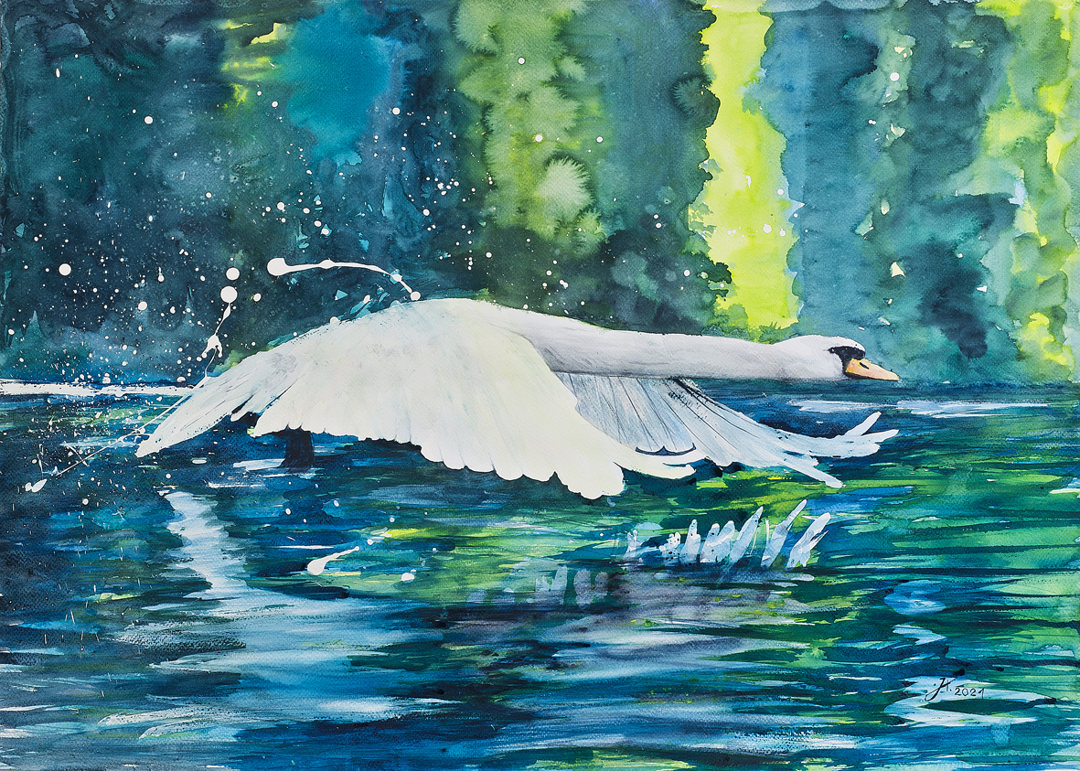 Aufschwingender Schwan auf der Sieg