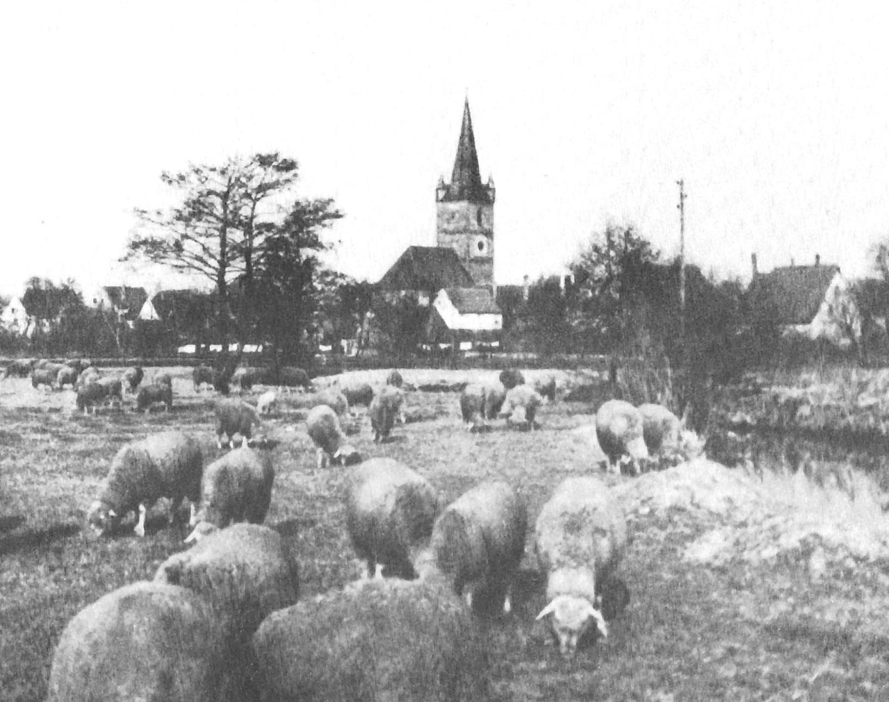 Die Schafweide auf den Regnitzwiesen. Rechts der Einfluss der Aurach in die Regnitz.