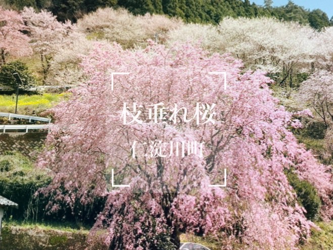 枝垂れ桜
