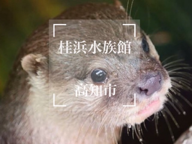 桂浜水族館