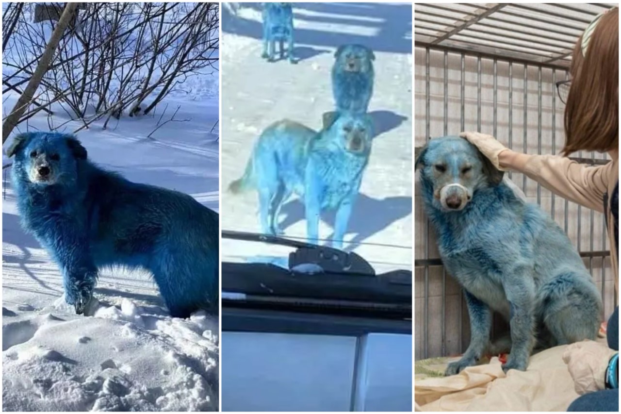 Que sont devenus les chiens bleus de Russie