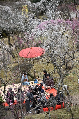 平成26年　成田の梅まつり