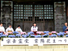開催場所：千葉県成田市 宗吾霊堂宗吾霊堂紫陽花まつり