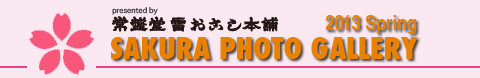 2014年度 桜フォトギャラリー