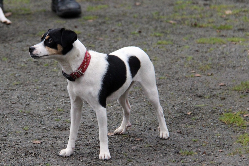 DanskyTreffen in Norddeutschland dansk svensk gardhund welpen