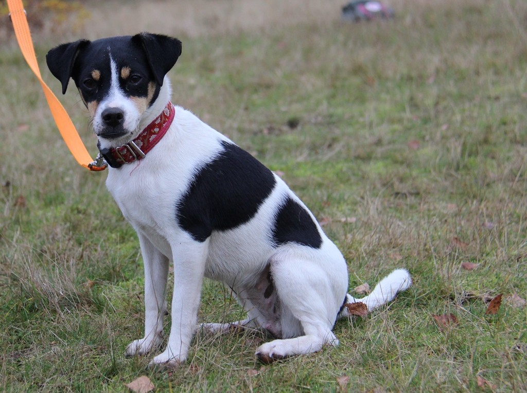 DanskyTreffen in Norddeutschland dansk svensk gardhund welpen