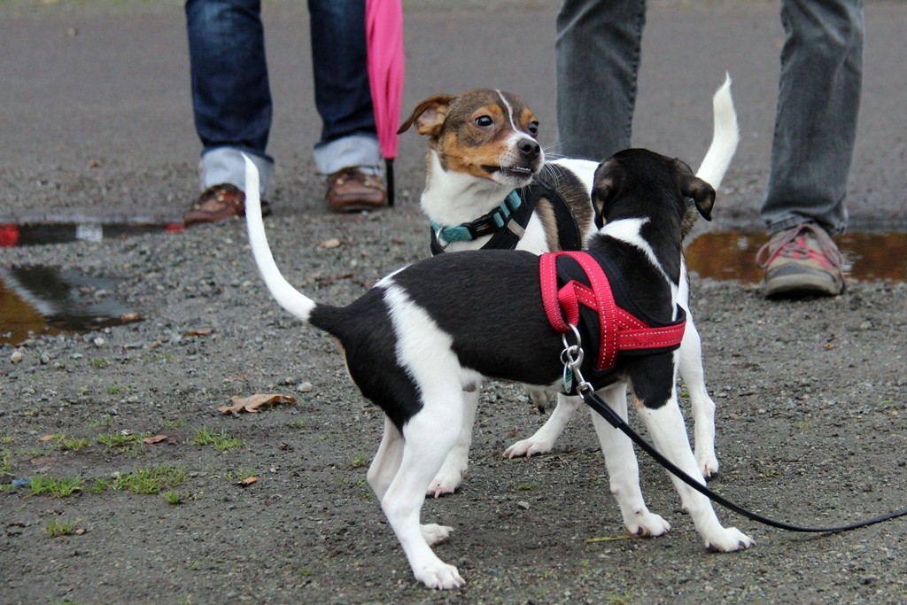 DanskyTreffen in Norddeutschland dansk svensk gardhund welpen