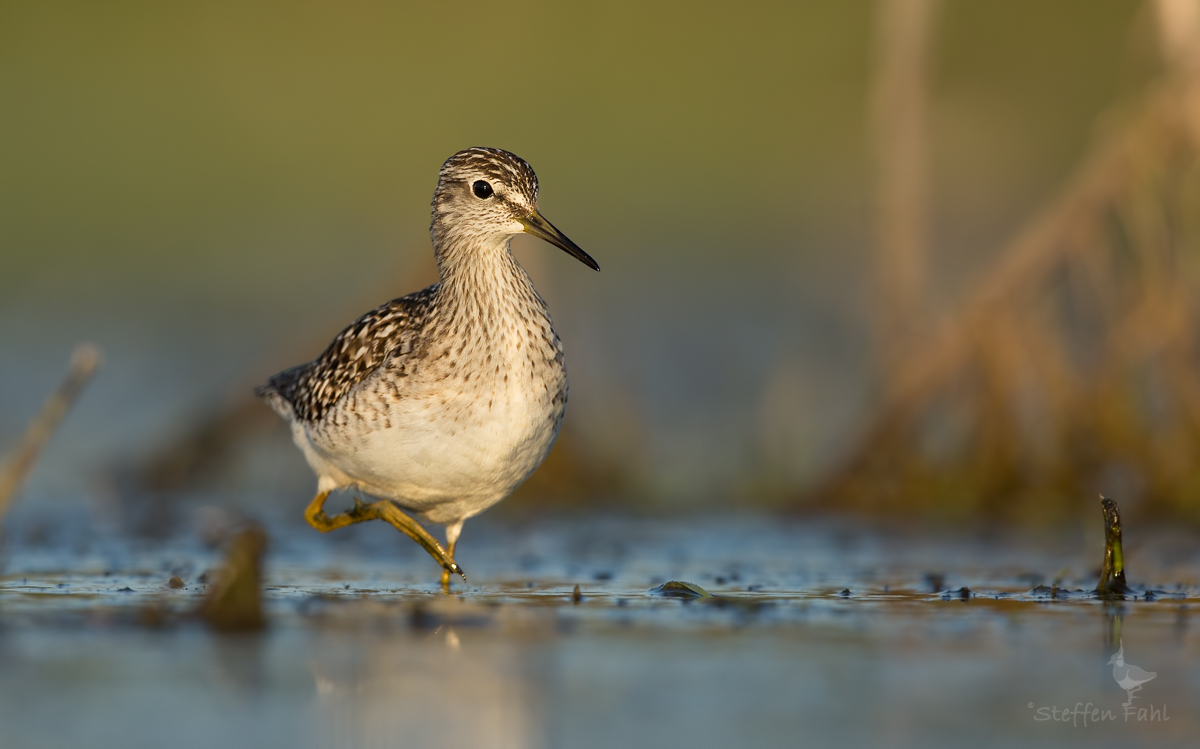 Bruchwasserläufer