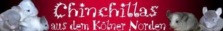 Eine tolle HP,für Nagerfreunde!Entzückende Chinchillas !
